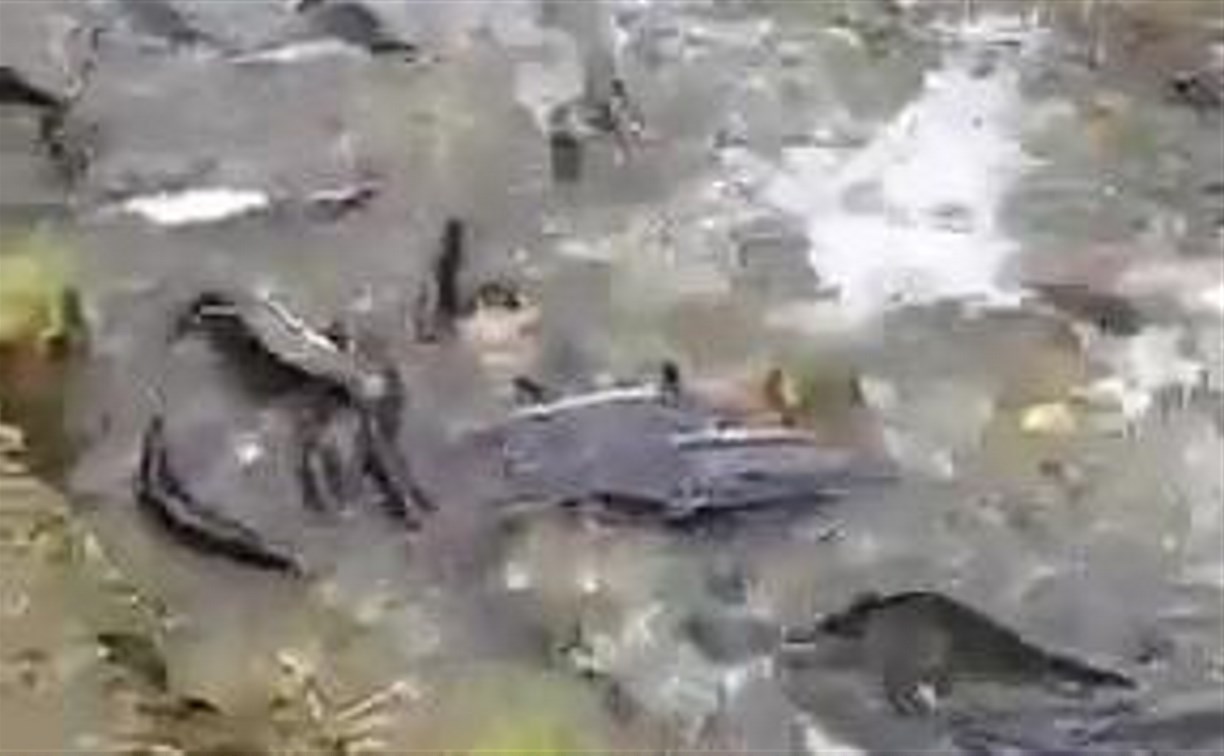 "Тухнет, дохнет" - сахалинцы переживают за рыбу в районе Арсентьевки