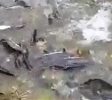 "Тухнет, дохнет" - сахалинцы переживают за рыбу в районе Арсентьевки