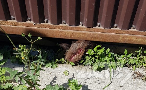 Собака попала в смертельную ловушку на стройке в Южно-Сахалинске