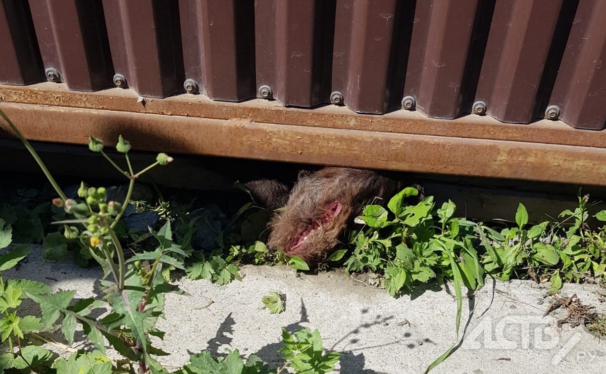 Собака попала в смертельную ловушку на стройке в Южно-Сахалинске