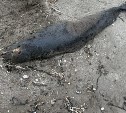 Мёртвое морское животное выбросило волной на побережье Сахалина