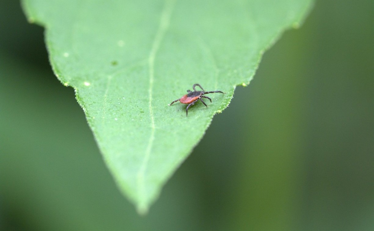Парк, сквер и площадь в Корсакове обработают от клещей 
