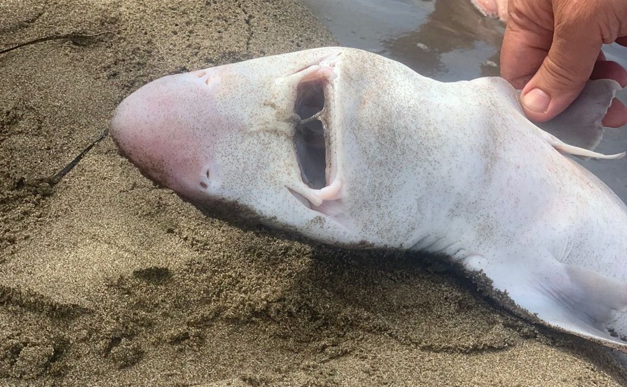 Мёртвую акулу нашли отдыхающие в Холмском районе