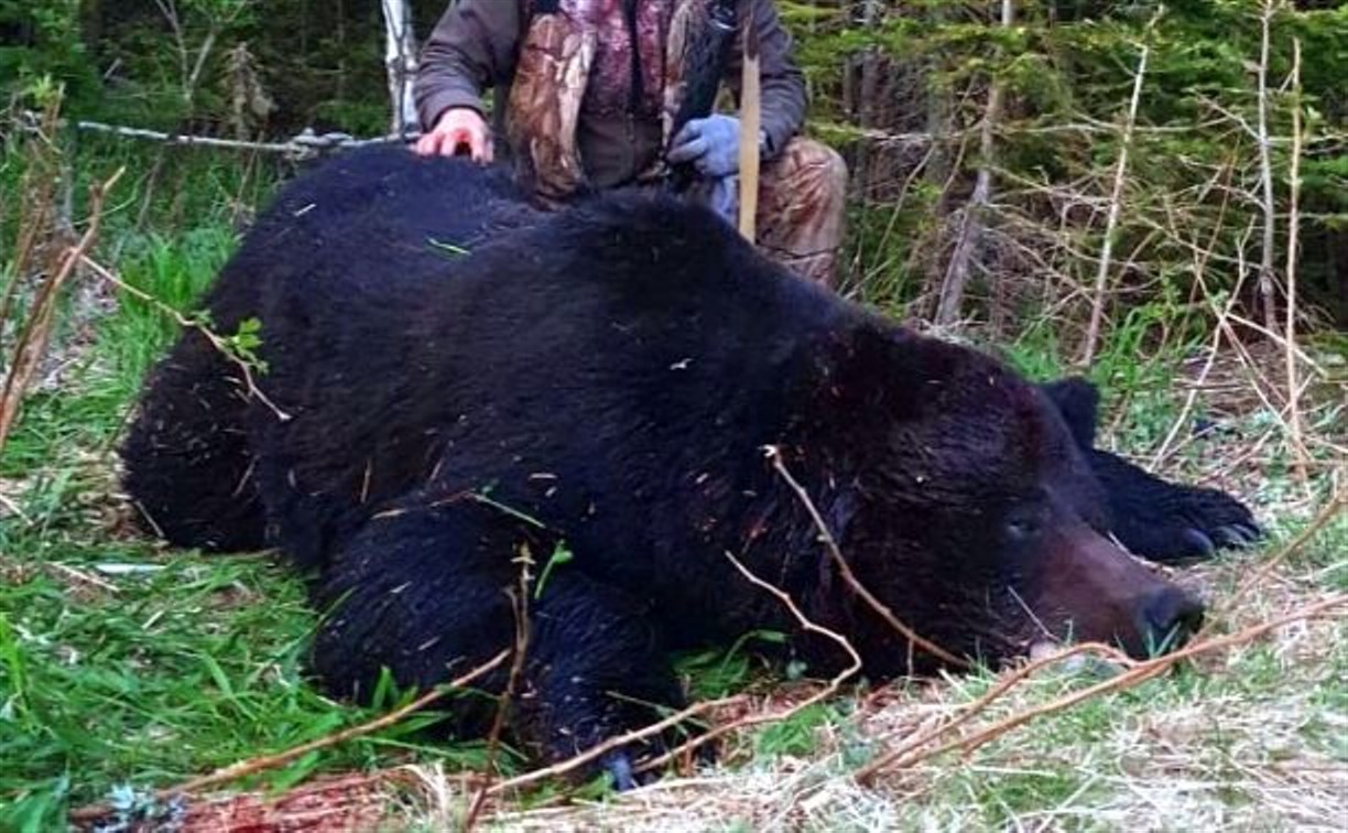 Как добыть и приготовить медведя: на Сахалине рассказали об итогах весенней охоты
