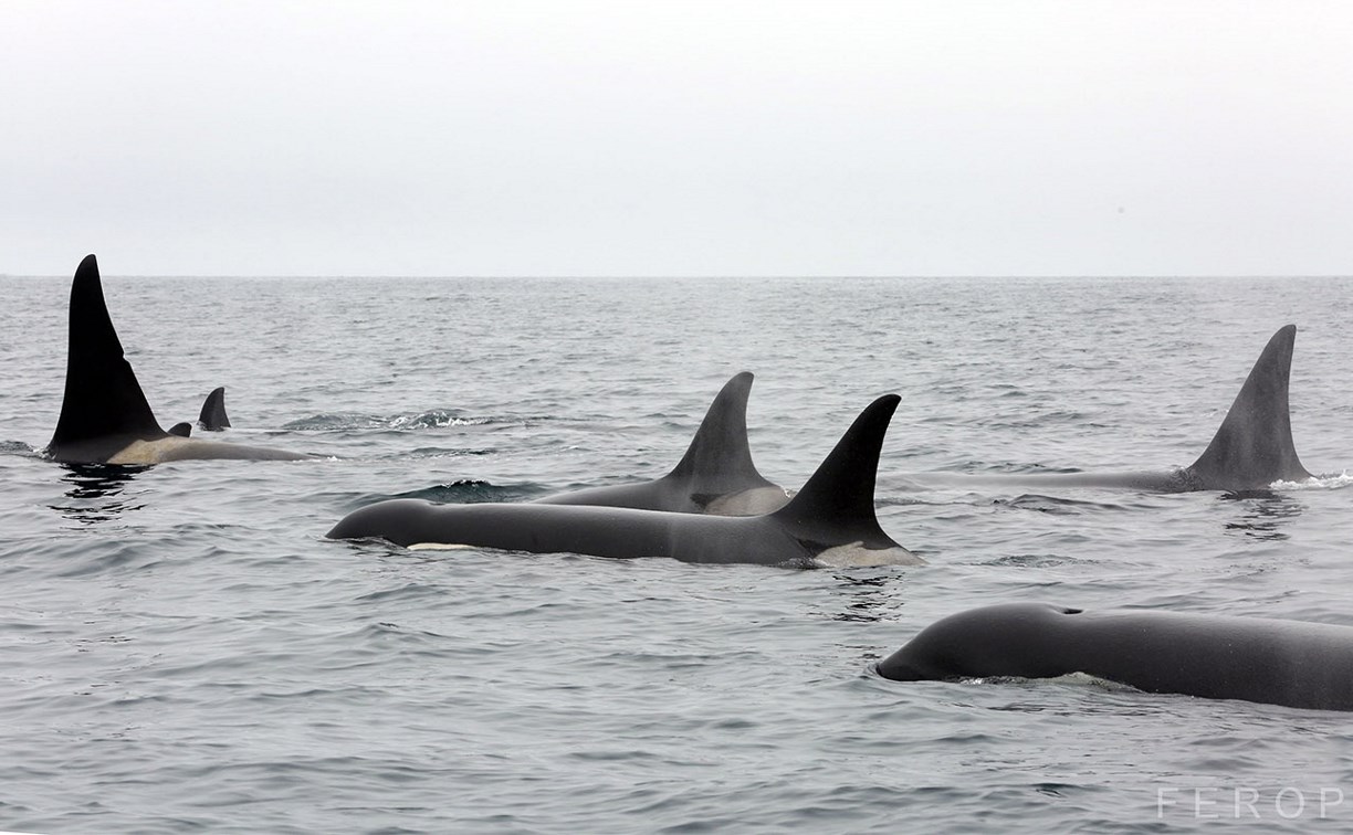 Ученые на Курилах изучали редкий вид китов, охотясь в море за их кожей