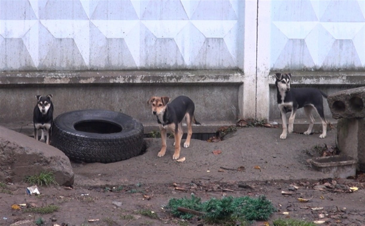 "Ну загрызут детей же": стая собак в Южно-Сахалинске продолжает кидаться на людей с пакетами