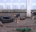"Ну загрызут детей же": стая собак в Южно-Сахалинске продолжает кидаться на людей с пакетами