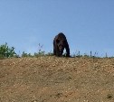 Рыбаков предупредили о медведе, который появился на въезде в Ноглики