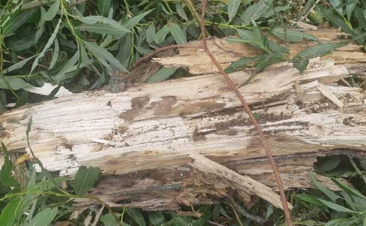 Южносахалинцы пытаются спасти деревья, которые пилят возле их дома