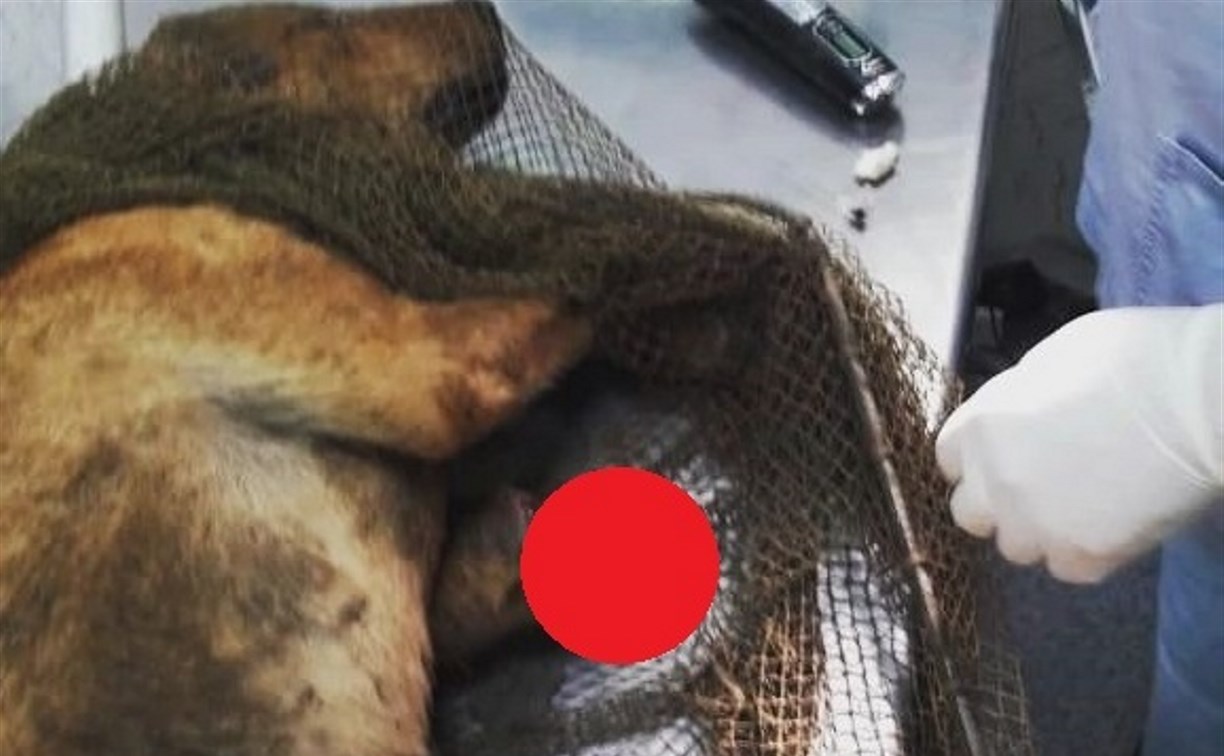 Волонтеры: в Южно-Сахалинске собака отгрызла себе лапу, чтобы выбраться из западни 