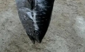 Общество
