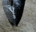 Тунец дошёл до севера Сахалина: рыболовы обсуждают выловленного у Ноглик морского "монстра"