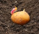 Сельхозпредприятия Сахалина запаздывают с высадкой картофеля