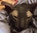 На Сахалине лысая кошка выжила на улице в 40-градусный мороз