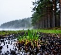 4 мая на севере Сахалина снег, на юге – дожди и ветер