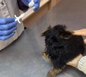 Ветеринары бесплатно зарегистрируют собак и кошек на выездах в районах Сахалина