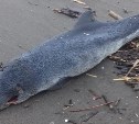 Еще одну мертвую молодую морскую свинью обнаружили на сахалинском берегу