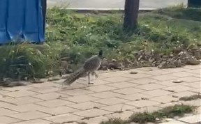 Общество