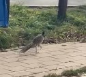 Фазан побежал на стадион в Южно-Сахалинске