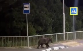 Общество