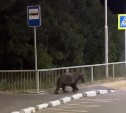 На Итурупе медведь перешёл дорогу по "зебре"