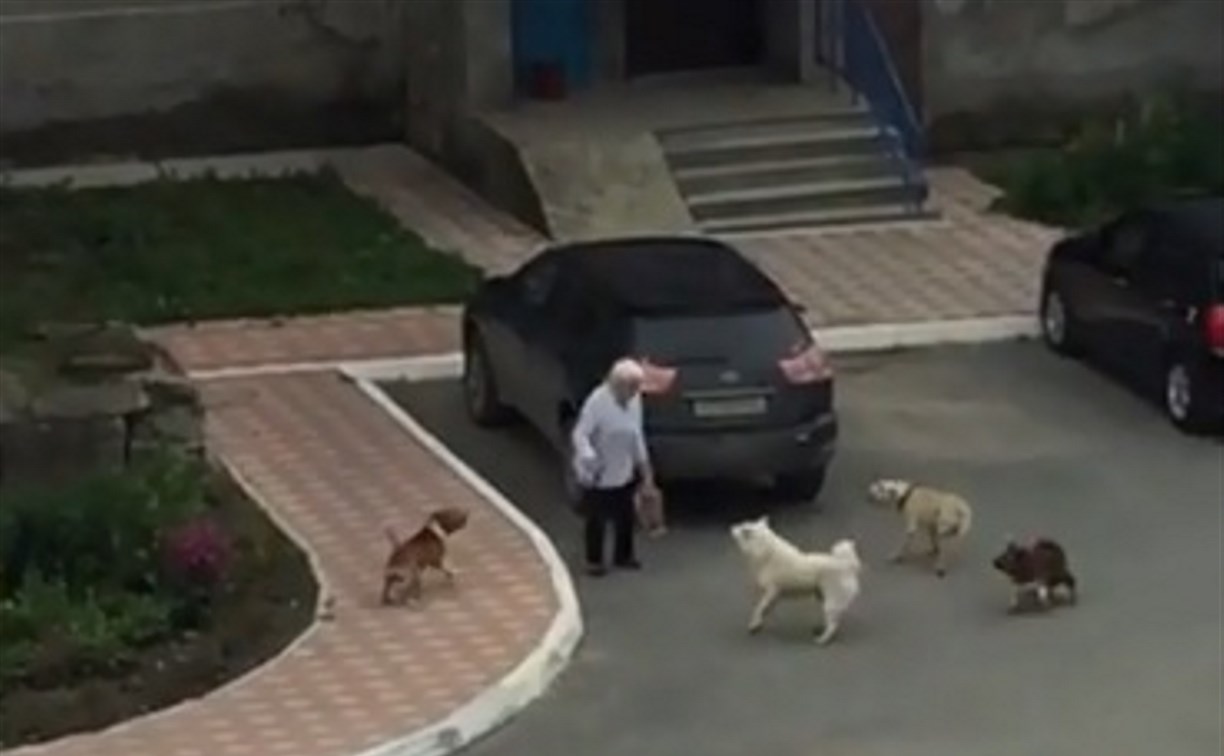 Стая агрессивных собак месяц терроризирует жителей Анивы