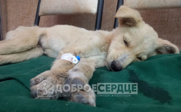 "Лежал как тряпочка": слепого щенка оставили умирать под мусорным контейнером в Южно-Сахалинске