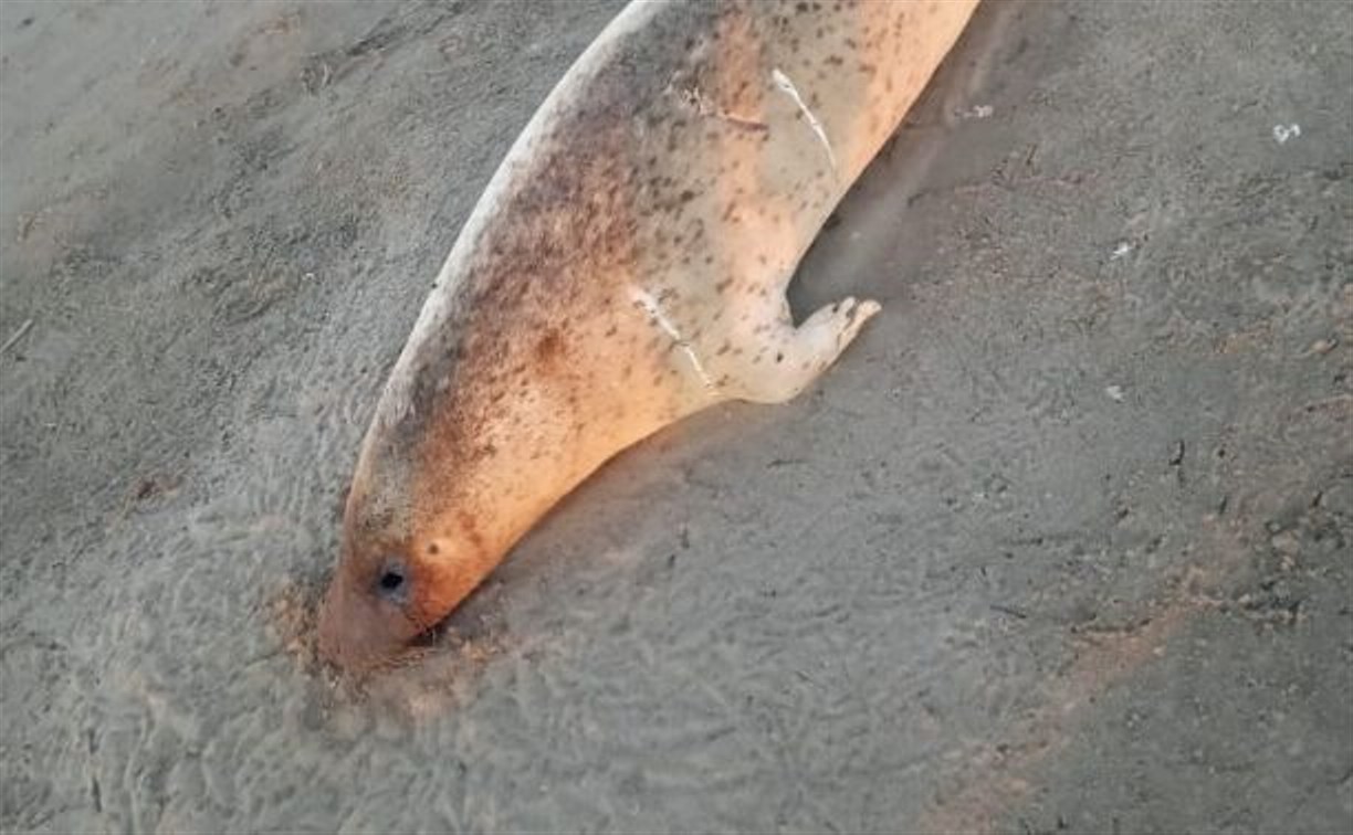 Мертвый и без глаз: отдыхающие обнаружили морское животное на берегу Сахалина