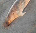 Мертвый и без глаз: отдыхающие обнаружили морское животное на берегу Сахалина