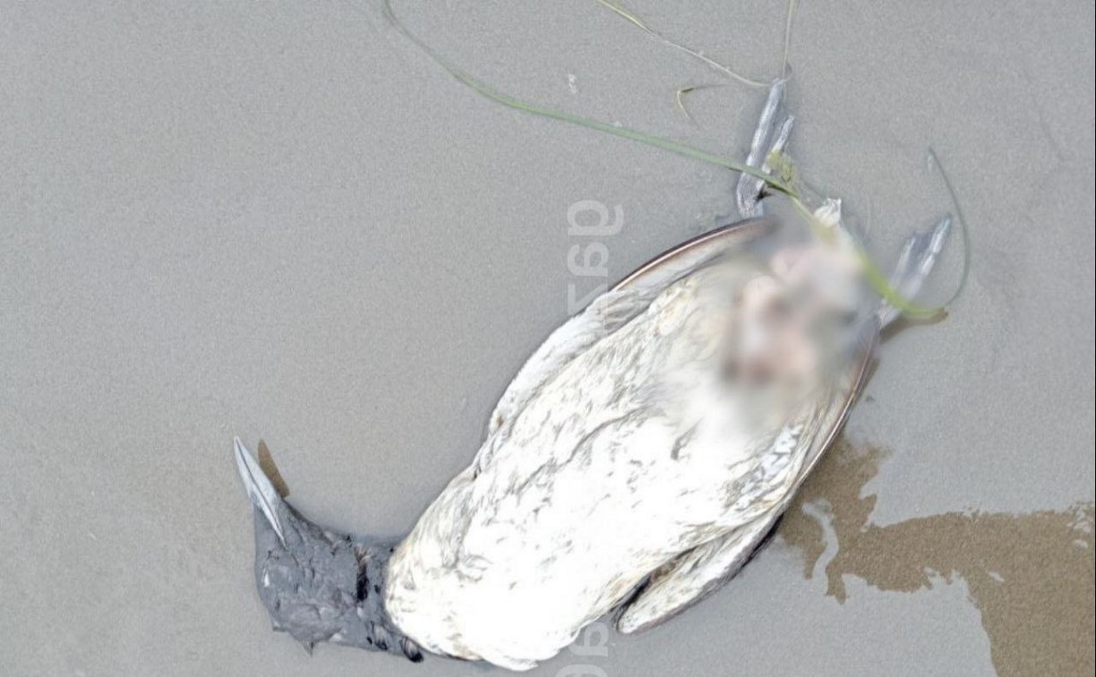 На городском побережье Поронайска обнаружили тушки мертвых птиц