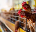 Охранное агентство хотело срубить с птицефабрики "Островной" почти 10 млн, но получит в три раза меньше