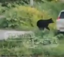 На Кунашире медведь промчался среди домов на глазах у жителей