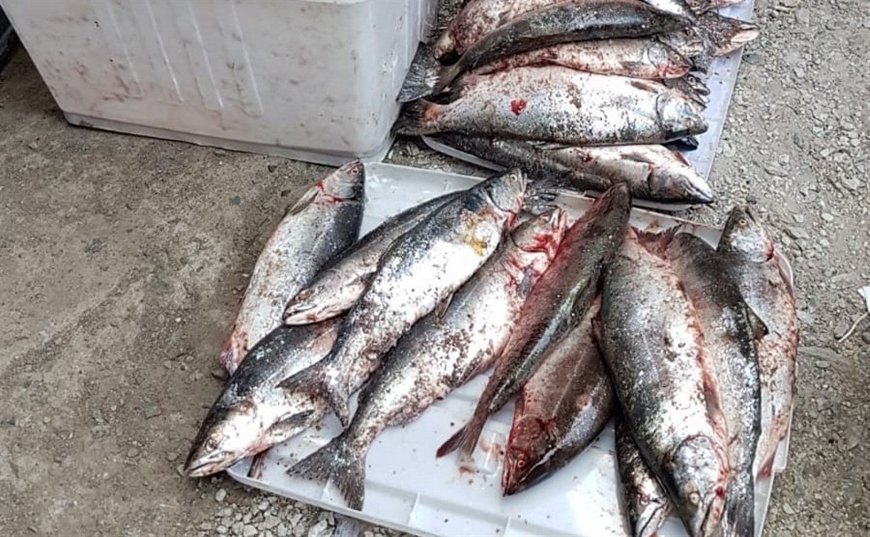 Сахалинец с лодкой и 74 хвостами симы сказал полицейским, что не рыбачил