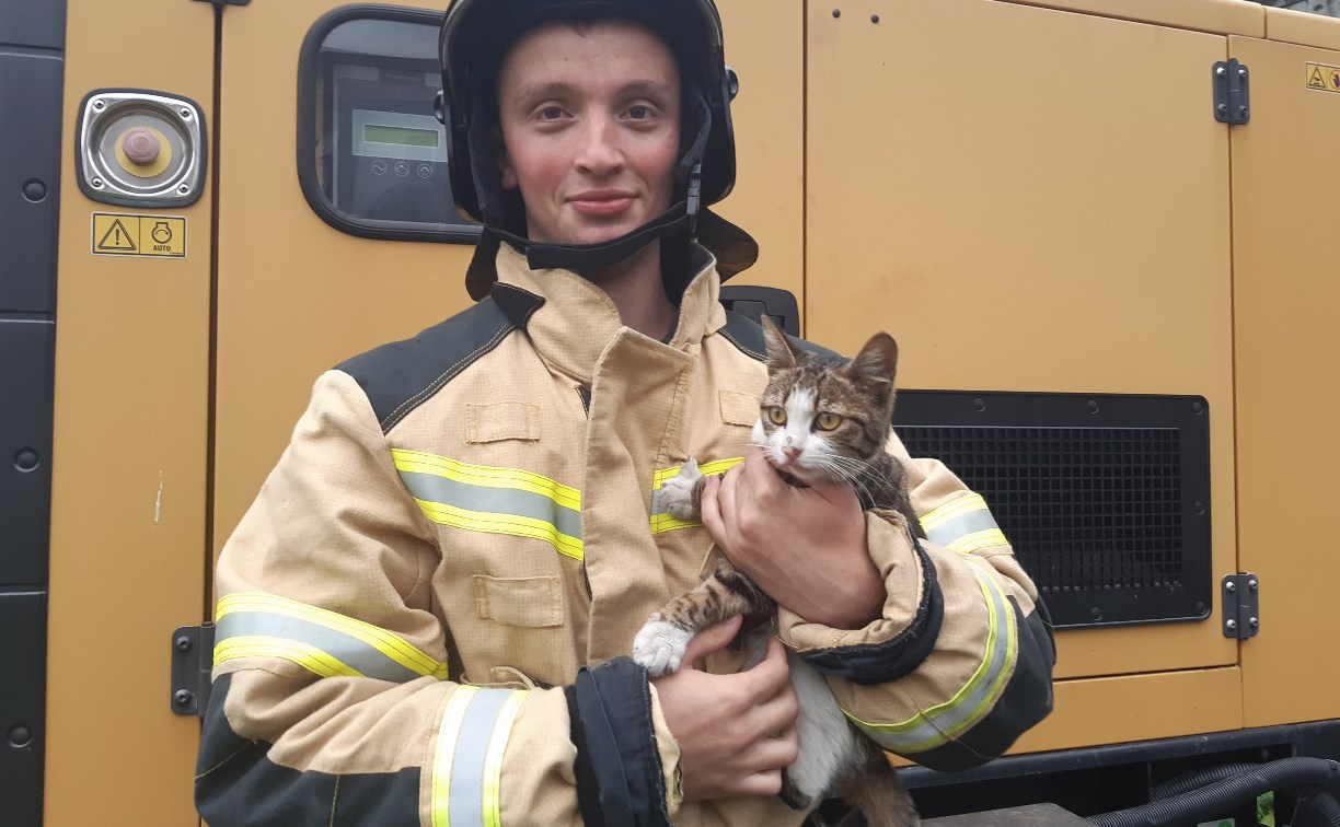 Пожарные спасли кошку с крыши здания в Южно-Сахалинске