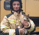 Пожарные спасли кошку с крыши здания в Южно-Сахалинске