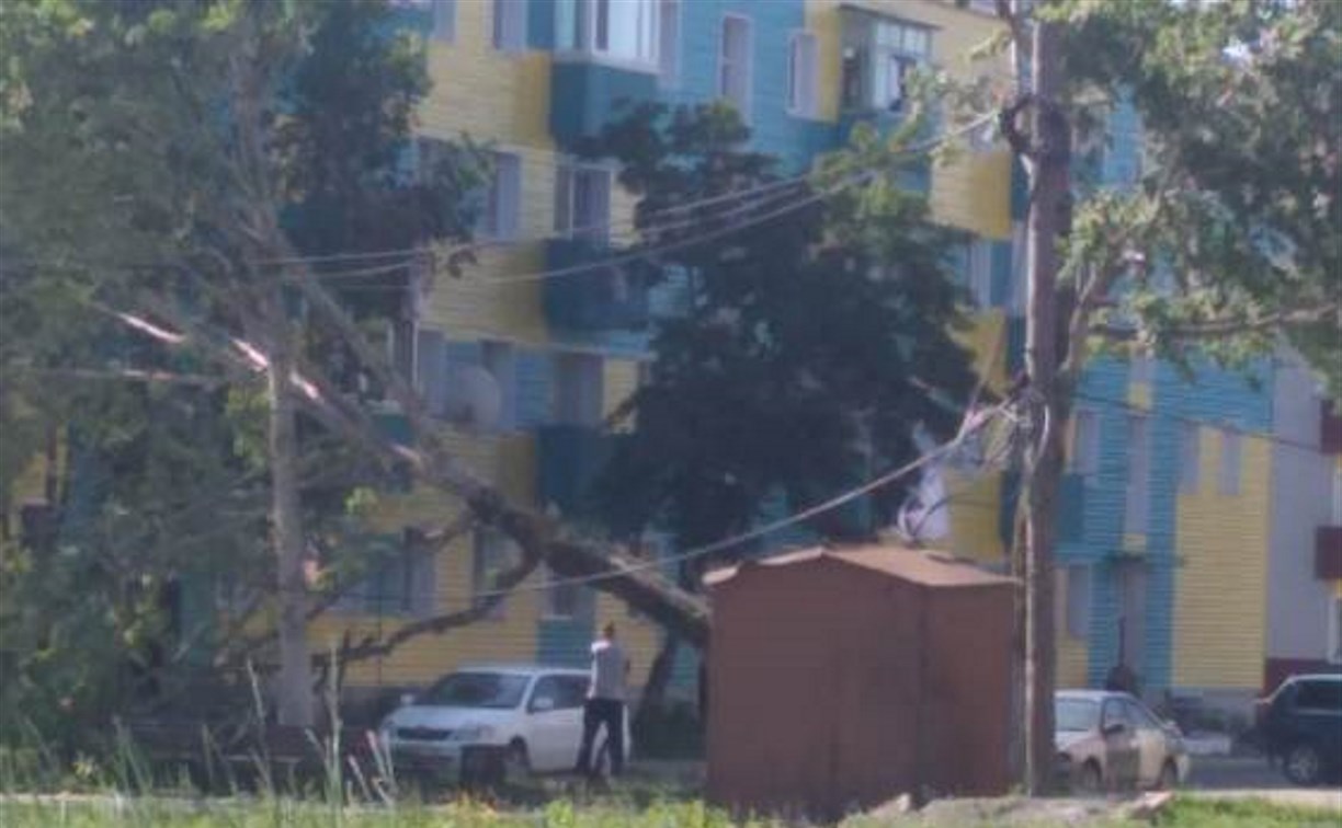В Макарове старый тополь упал на соседнее дерево и зацепил автомобиль 