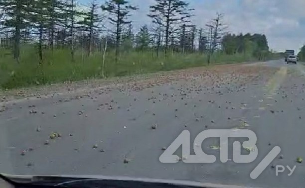 На сахалинской трассе КамАЗ устроил автомобилистам "картофельный дождь"