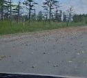 На сахалинской трассе КамАЗ устроил автомобилистам "картофельный дождь"
