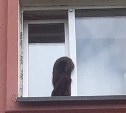 Очевидцы: в окне дома в Южно-Сахалинске застрял задыхающийся кот