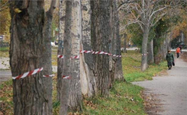 Застройка в зоне отдыха и массовая вырубка деревьев в центре Южно-Сахалинска (ФОТО) Застройка в зоне отдыха и массовая вырубка деревьев в центре Южно-Сахалинска (ФОТО)
