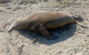 Общество