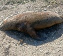 На берегу в Третьей Пади обнаружили мёртвую нерпу