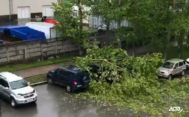 На улице Карла Маркса в Южно-Сахалинске тополь упал на автомобиль