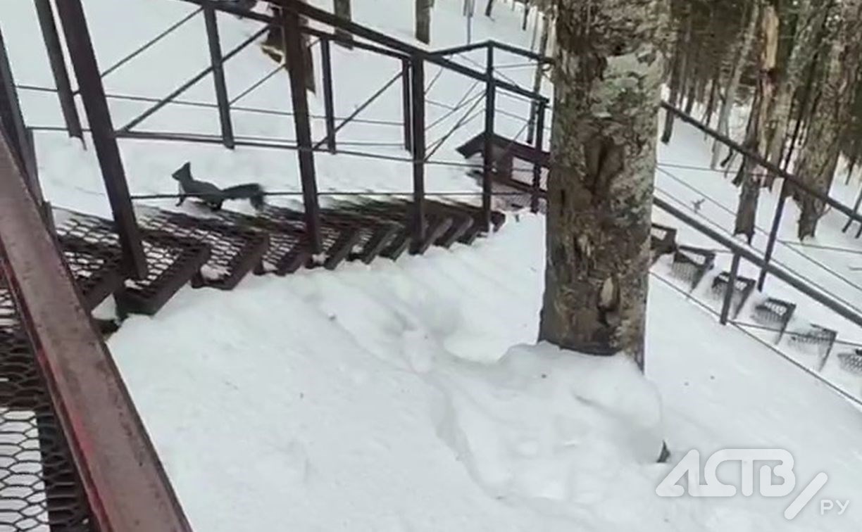 Белка-спортсменка провожает туристов по лестнице, ведущей к сахалинскому останцу Лягушка