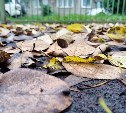 Возможен мокрый снег: погода на Сахалине и Курилах на предстоящую неделю 