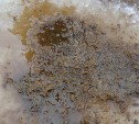 "Воняет навозом": фекалии хлынули из лунок на сахалинской реке