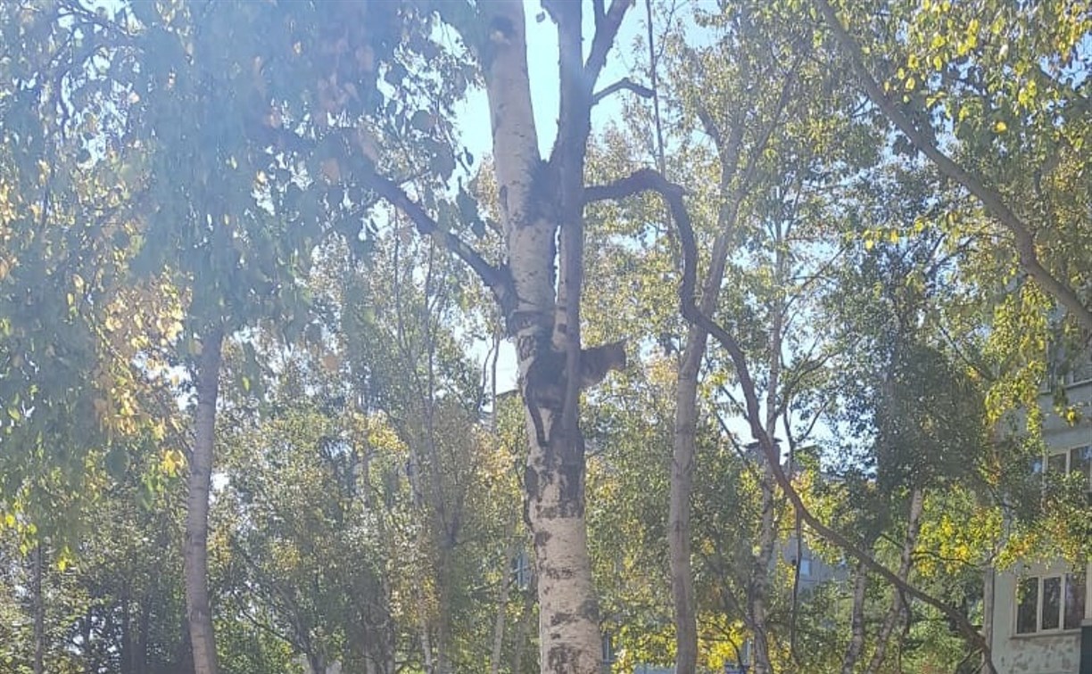В Южно-Сахалинске спасли кота, забравшегося на дерево