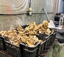 На Сахалине благодаря господдержке развивается грибная ферма