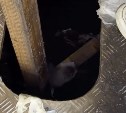 Туристы спасли евражку, упавшего в уличный туалет на Камчатке