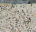 На Сахалине задержали группу браконьеров, сбывающих населению морские гребешки